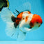 AAA Grade Young Godzilla Sakura Oranda Male 6 inches #080825OR_21