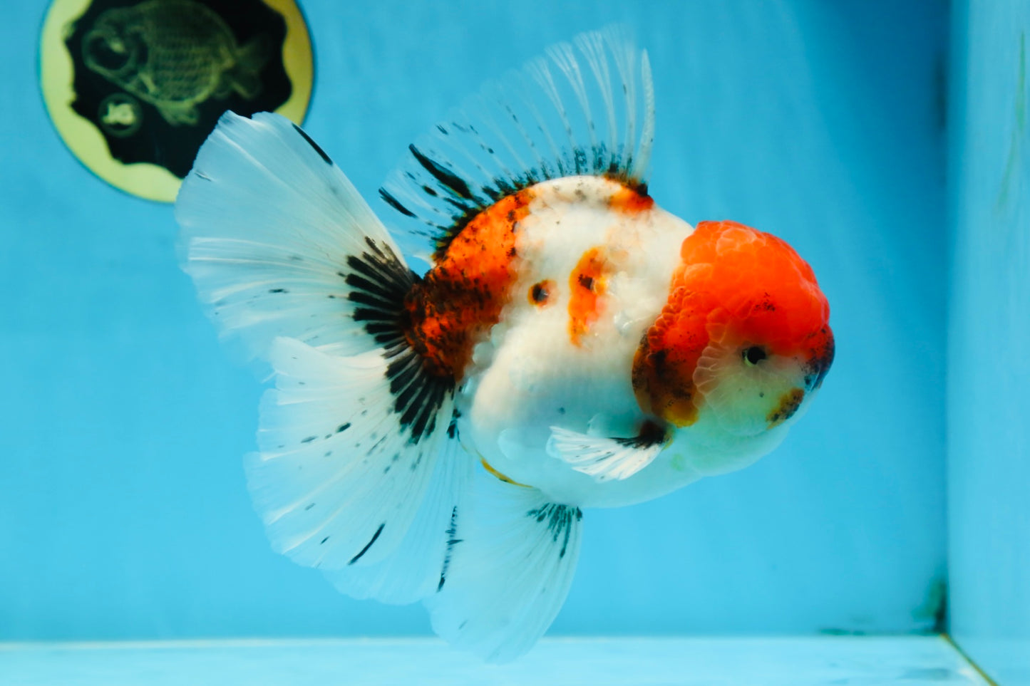 AAA Grade Young Godzilla Sakura Oranda Male 6 inches #080825OR_21