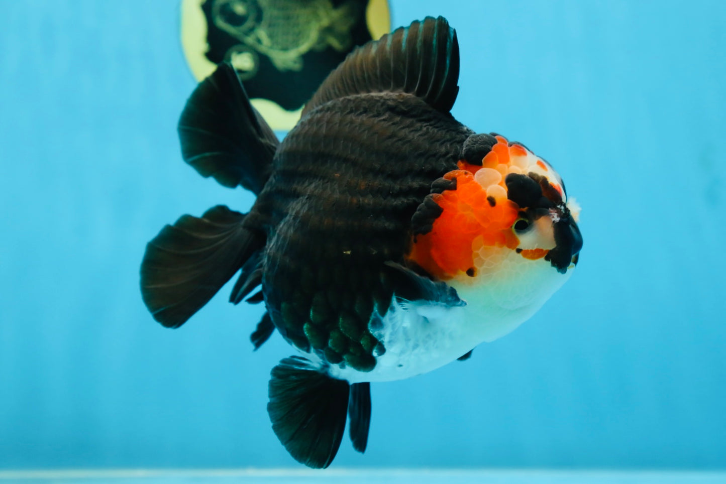 SHOW GRADE UNIQUE Godzilla Tricolor Yuanbao 5.5-6 inches #080825YB_888