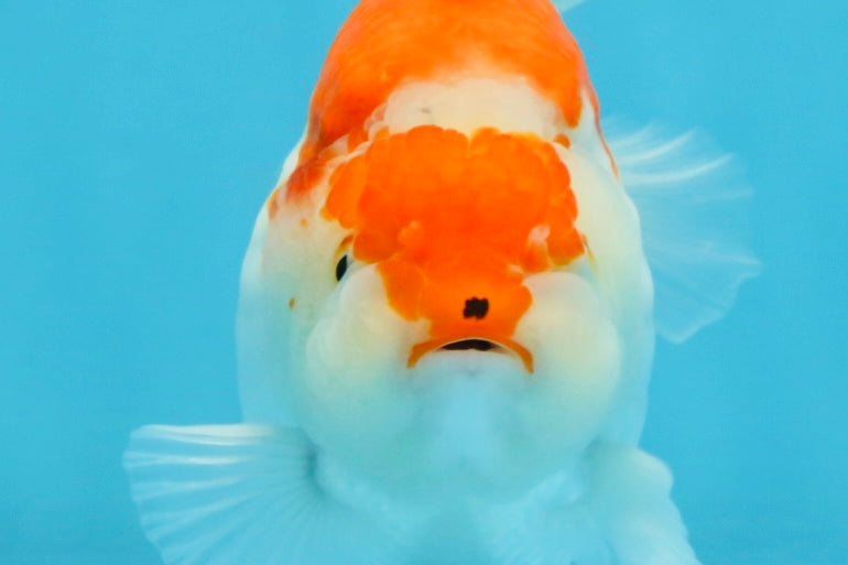 BIG WEN A Grade Red White Yuanbao Female 5 inches #112825YB_16