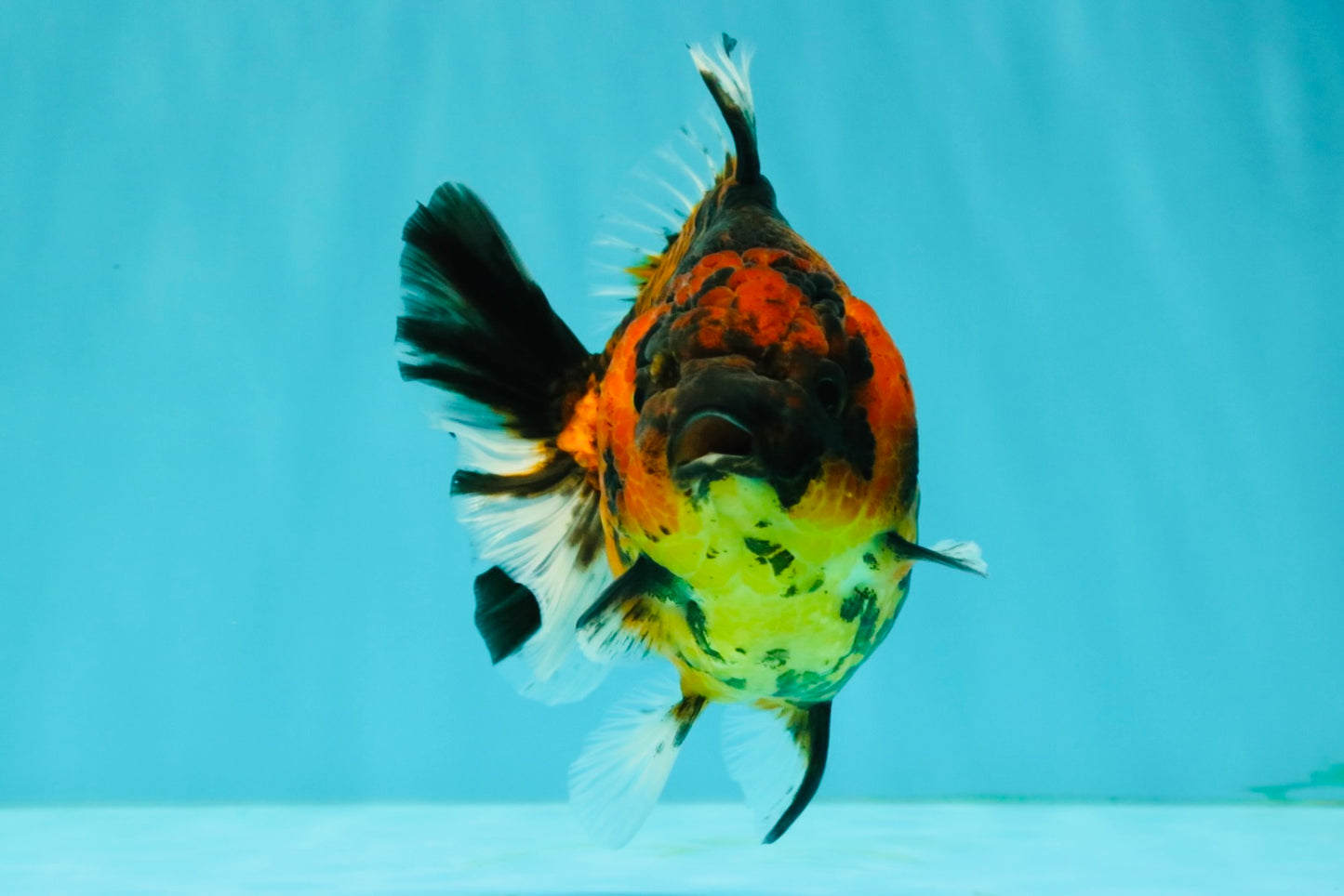 Tiger Yuanbao Female 4.5-5 inches #071026YB_21
