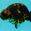 Tiger Ranchu Female 6 inches #100926RC_32