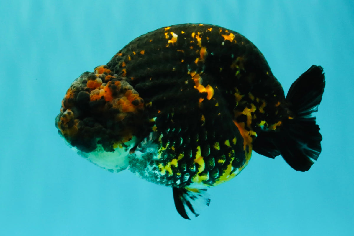Tiger Ranchu Female 6 inches #100926RC_32