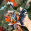 AAA Grade Special Calico Oranda Male 6 inches #062626OR_20