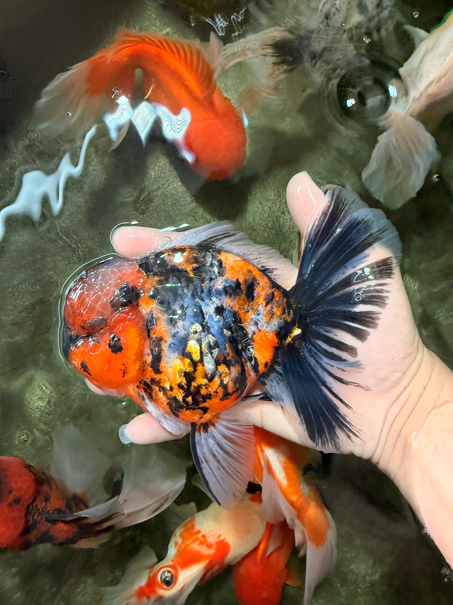 AAA Grade Special Calico Oranda Male 6 inches #062626OR_20