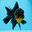 Hembra Apache Oranda de grado AAA de 5 pulgadas n.° 0913OR_18