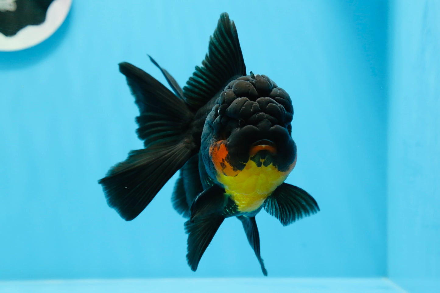 AAA Grade Apache Oranda Female 5 inches #0913OR_18