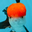 A Grade Tricolor Oranda Male 4.5 inches #060625OR_25