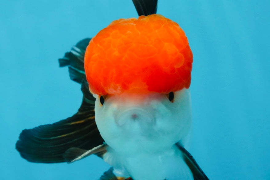 A Grade Tricolor Oranda Male 4.5 inches #060625OR_25