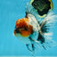 A Grade Calico Kirin Oranda Male 6-6.5 inches #121925OR_12