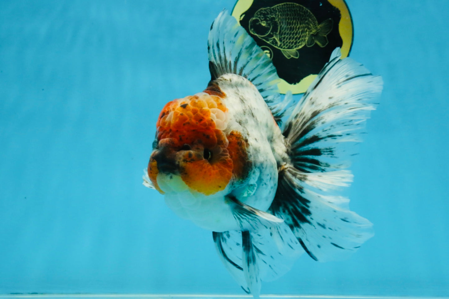 A Grade Calico Kirin Oranda Male 6-6.5 inches #121925OR_12