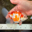 A Grade Kohaku Red White Oranda Female 5-5.5 inches #102326OR_06