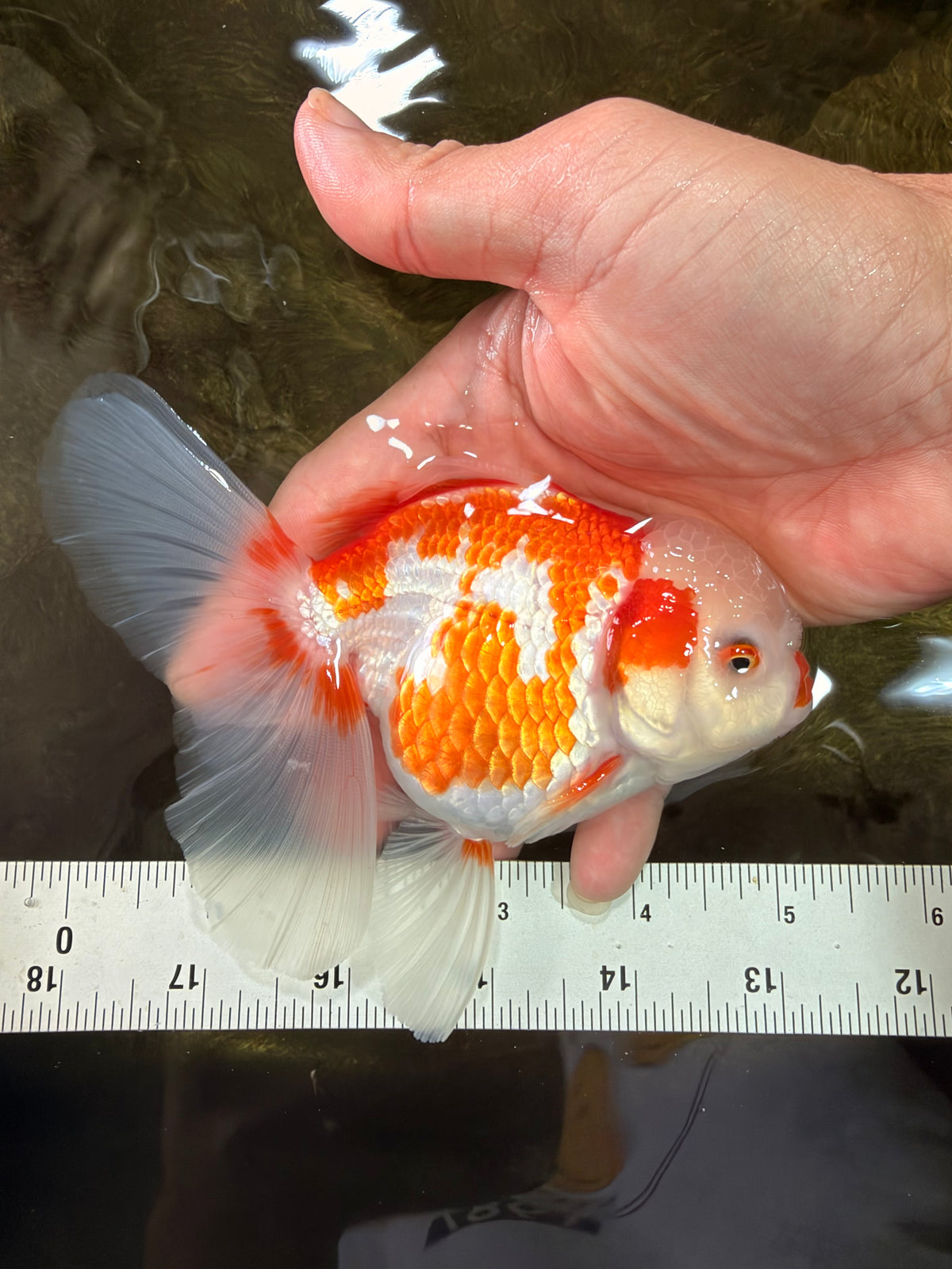 A Grade Kohaku Red White Oranda Female 5-5.5 inches #102326OR_06