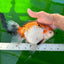 Oranda tricolor hembra de tamaño grande, grado A, 7,5 pulgadas, n.º 0706OR_09