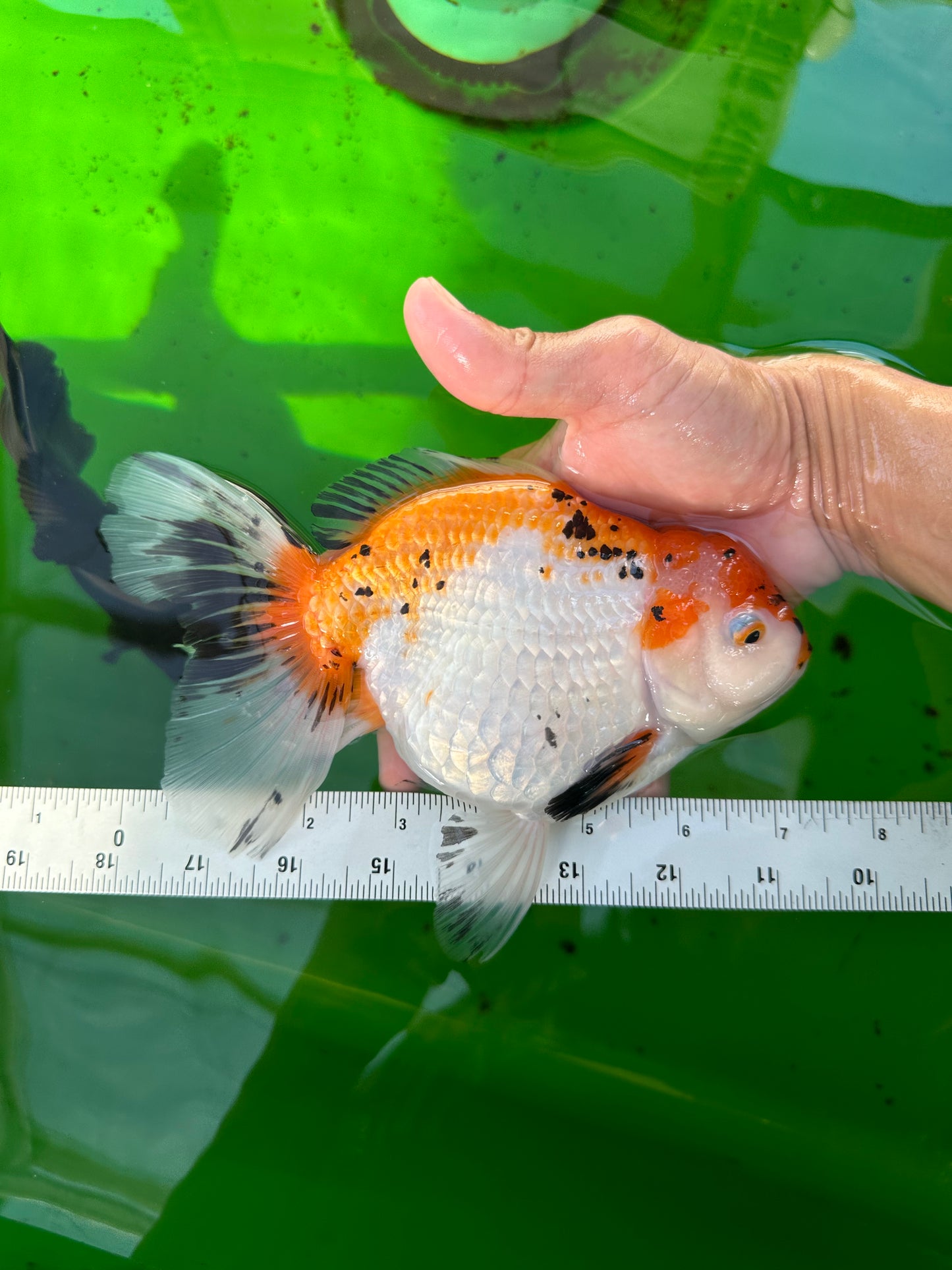 Oranda tricolor hembra de tamaño grande, grado A, 7,5 pulgadas, n.º 0706OR_09