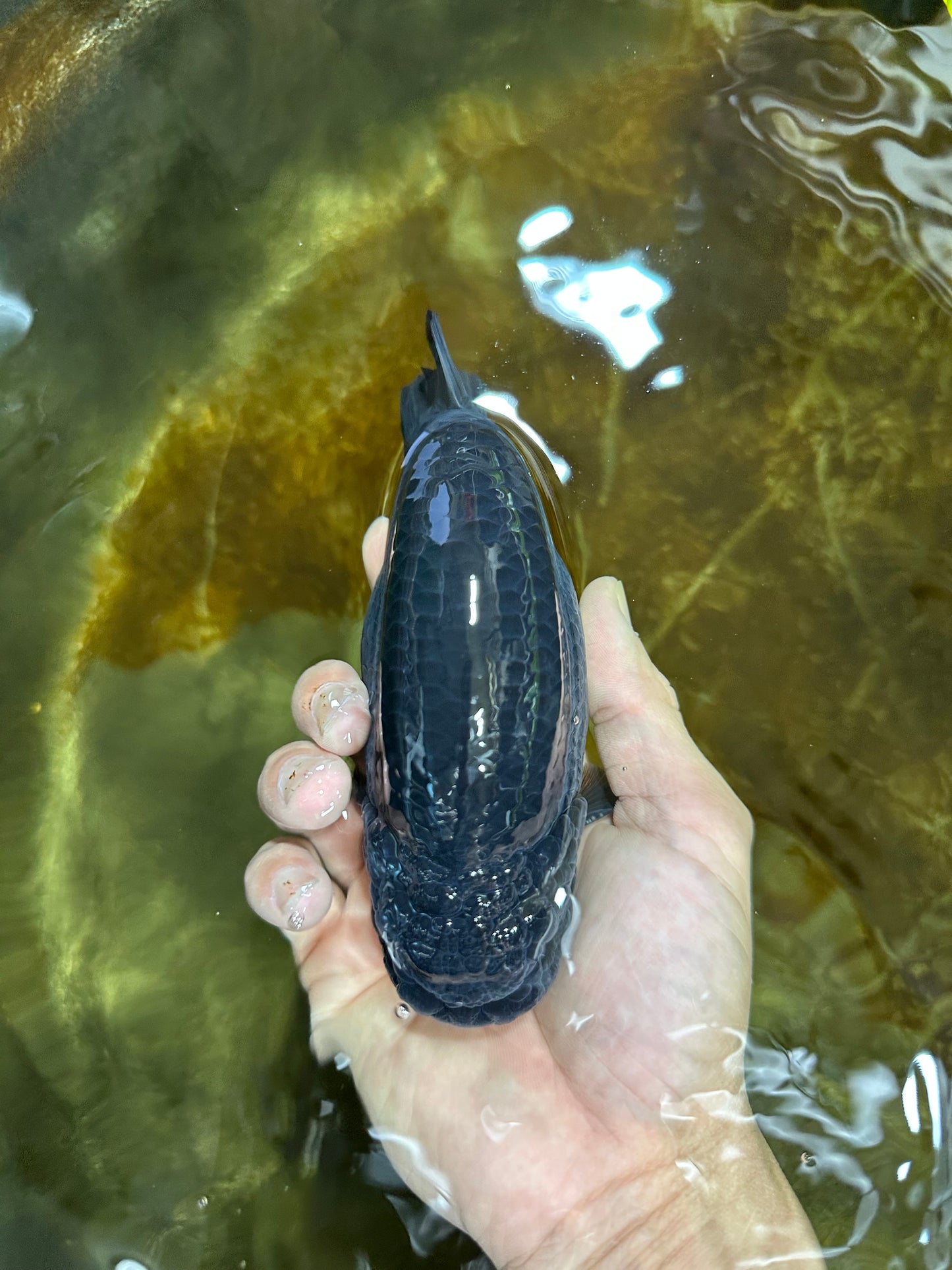SHOW GRADE Black King Kong Strong Body Structure Ranchu Male 5.5 inches #060625RC_01