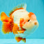BULLDOG AAA Grade Red White Yuanbao Male 6 inches #070326YB_02