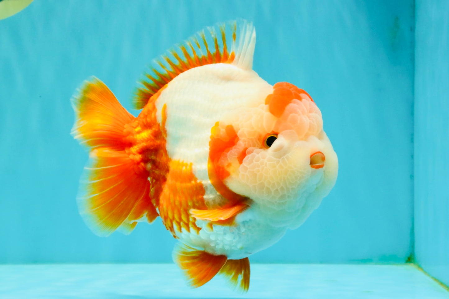 BULLDOG AAA Grade Red White Yuanbao Male 6 inches #070326YB_02