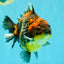 CHUNKY A Grade Panda Yuanbao Male 5.5-6  inches #082126YB_30