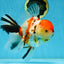 AAA Grade BEAUTY Tricolor Sakura Oranda Female 6 inches #082225OR_06