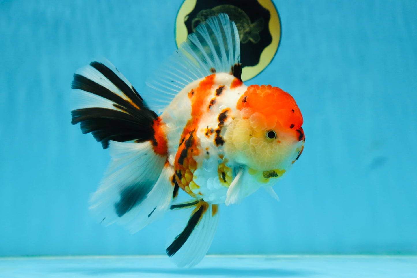 AAA Grade BEAUTY Tricolor Sakura Oranda Female 6 inches #082225OR_06