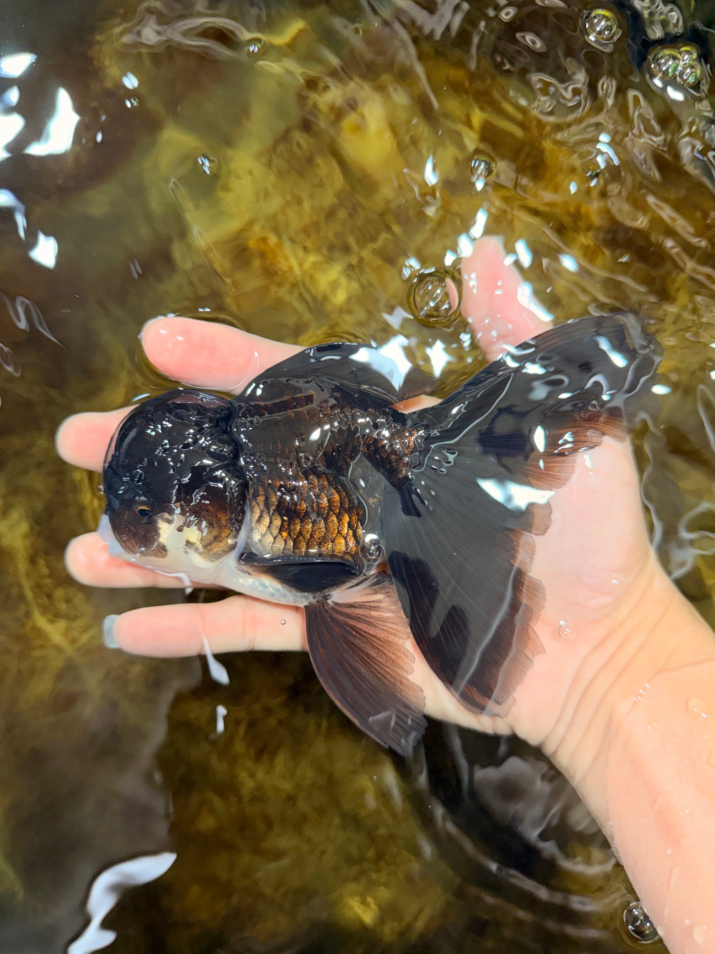 BATMAN A Grade Panda Oranda Male 5.5-6 inches #111425OR_19