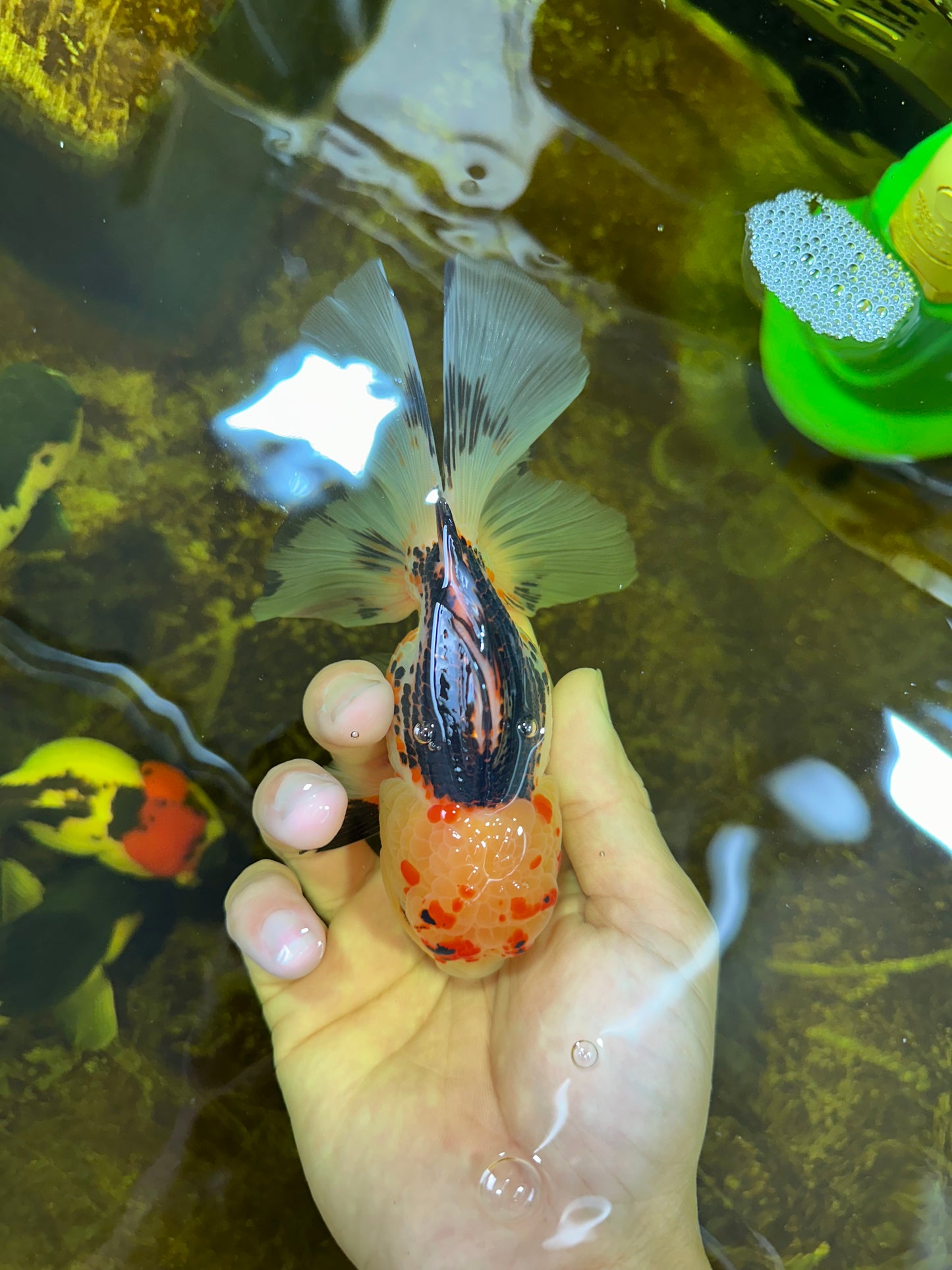 A Grade UNIQUE Tricolor Oranda Male 5.5 inches #072525OR_08
