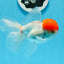 Oranda à bonnet rouge mâle 4,5 pouces #0920OR_22