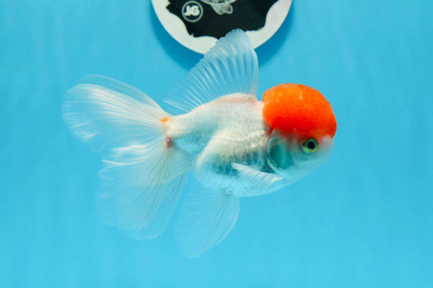 Oranda de gorra roja macho de 4,5 pulgadas #0920OR_22