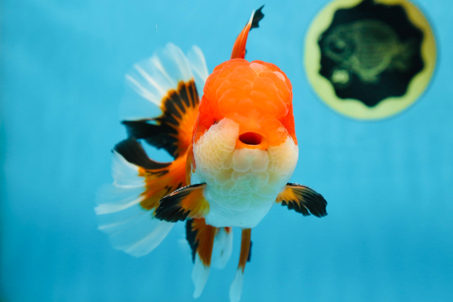 AAA Grade CHUBBY CHEEK Apache Oranda Male 5.5-6 inches #080825OR_19