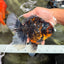 CHUNKY AAA Grade Tiger Oranda Male 6.5-7 inches #072426OR_01