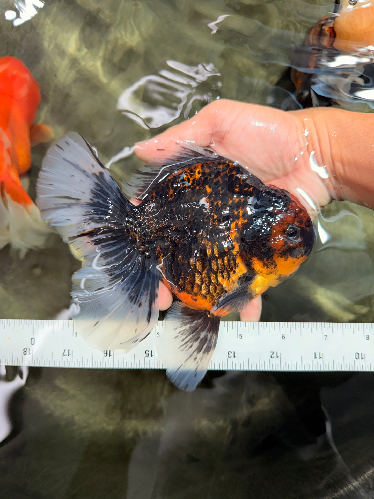 CHUNKY AAA Grade Tiger Oranda Male 6.5-7 inches #072426OR_01