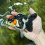 Unique A Grade Tricolor Oranda Female 4.5 inches #042525OR_05