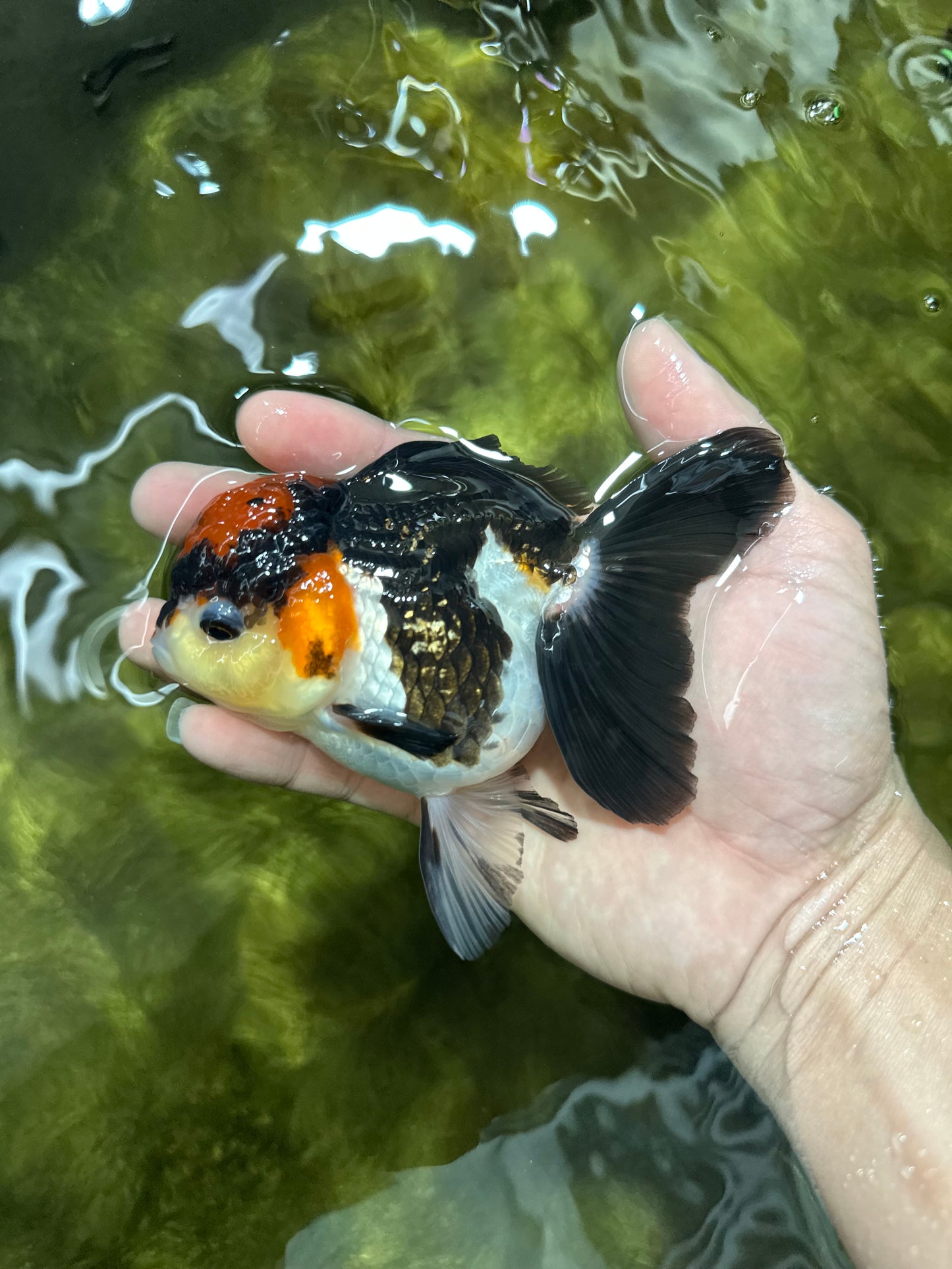 Unique A Grade Tricolor Oranda Female 4.5 inches #042525OR_05