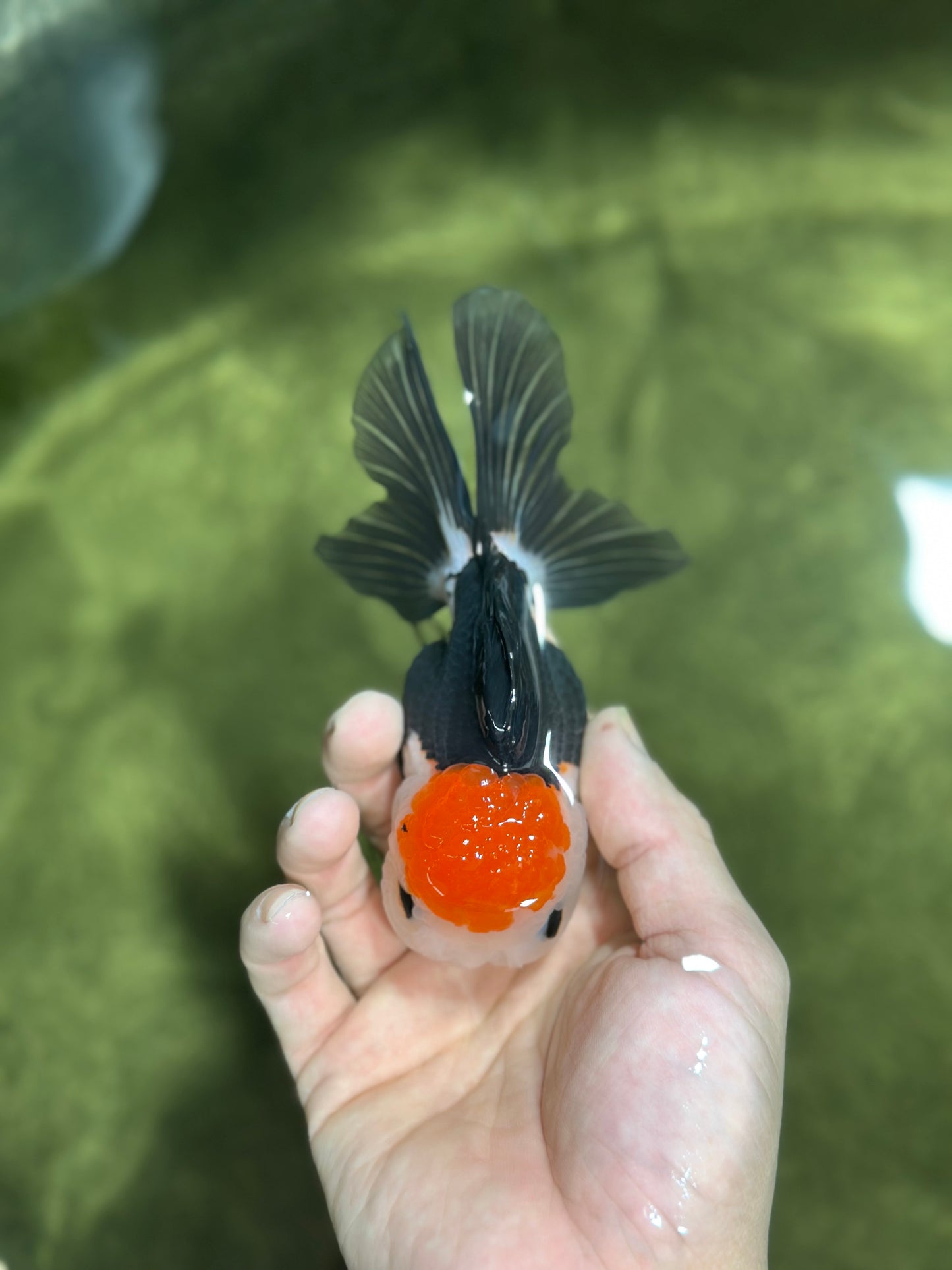 Tricolor Button Eyes Oranda Female 5 inches #121324OR_19