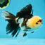 AAA Grade PUPPY Tricolor Oranda Male 5.5 inches #080125OR_24