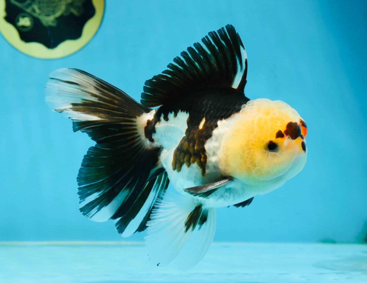 AAA Grade PUPPY Tricolor Oranda Male 5.5 inches #080125OR_24