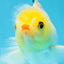 Little Chicken Lemonhead Oranda Male 4.5 inches #011725OR_03