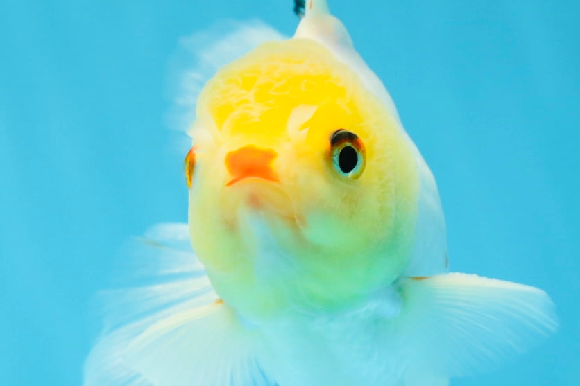 Little Chicken Lemonhead Oranda Male 4.5 inches #011725OR_03