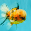 A Grade Tiger Oranda Male 5.5-6 inches #081426OR_04