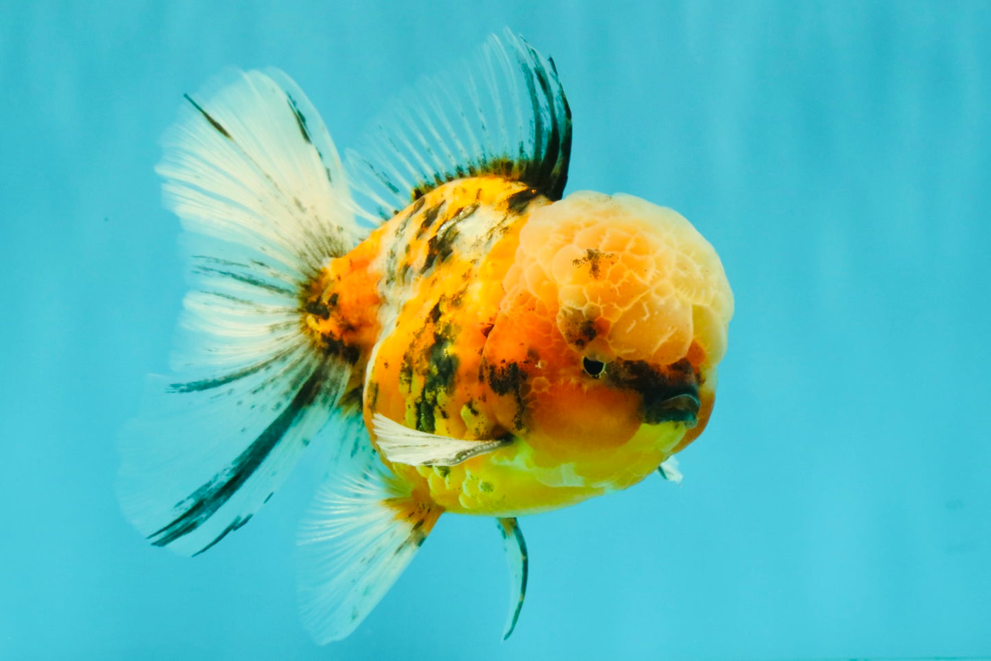 A Grade Tiger Oranda Male 5.5-6 inches #081426OR_04
