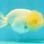 White LionChu Female 4-4.5 inches #042426LC_18