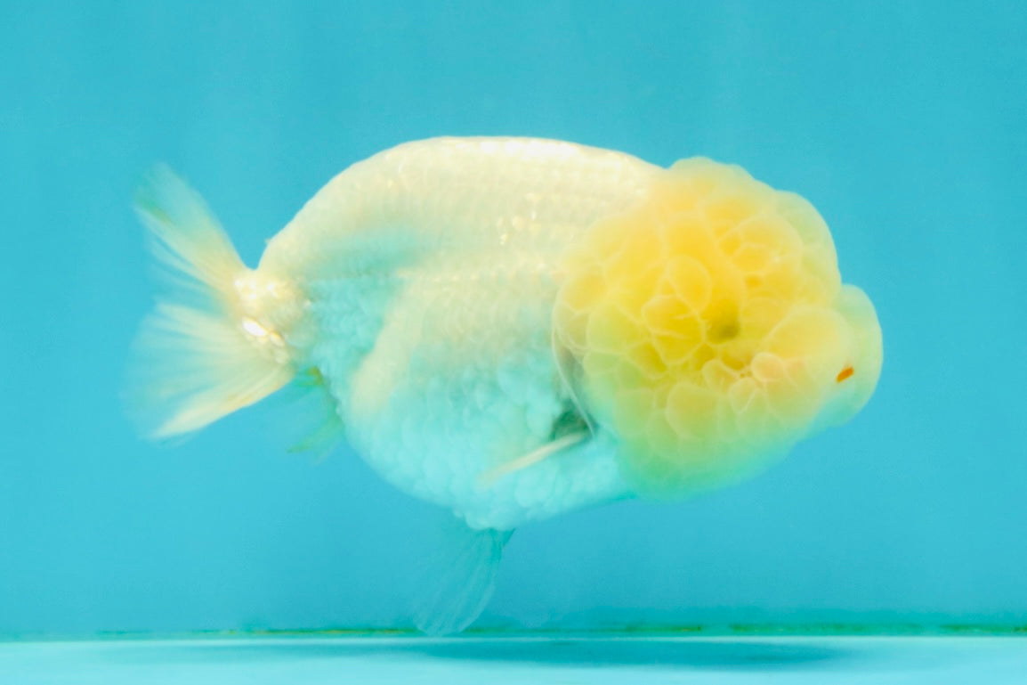 White LionChu Female 4-4.5 inches #042426LC_18