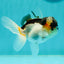 Panda Oranda Male 3.5 inches #1018OR_15