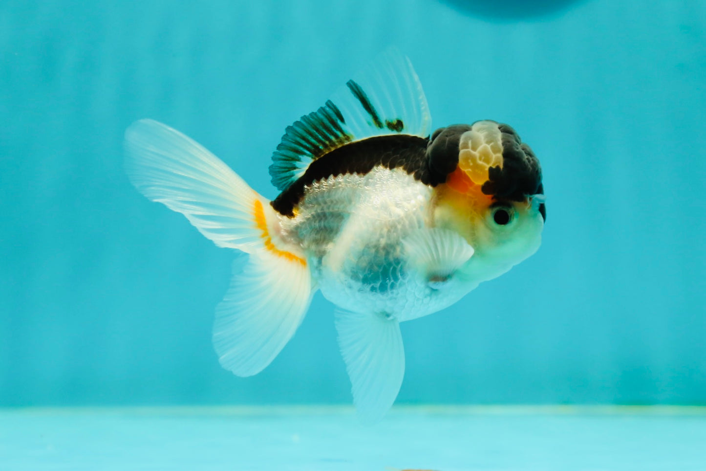 Panda Oranda Male 3.5 inches #1018OR_15