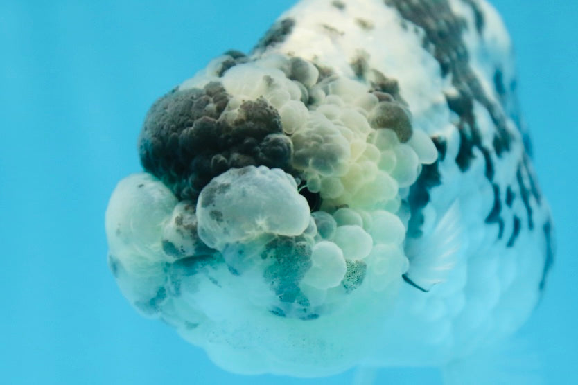 AAA Grade UNIQUE White Tiger LionQueen 4.5-5 inches #090525LC_03