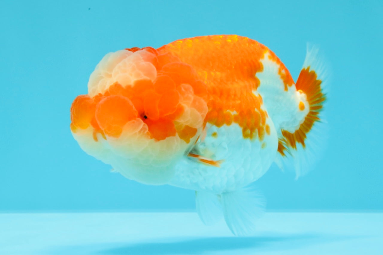 UNIQUE A Grade Jade Head Red White LionQueen 4 inches #030626LC_05