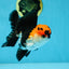Tricolor Oranda Male 4.5-5 inches #053025OR_23