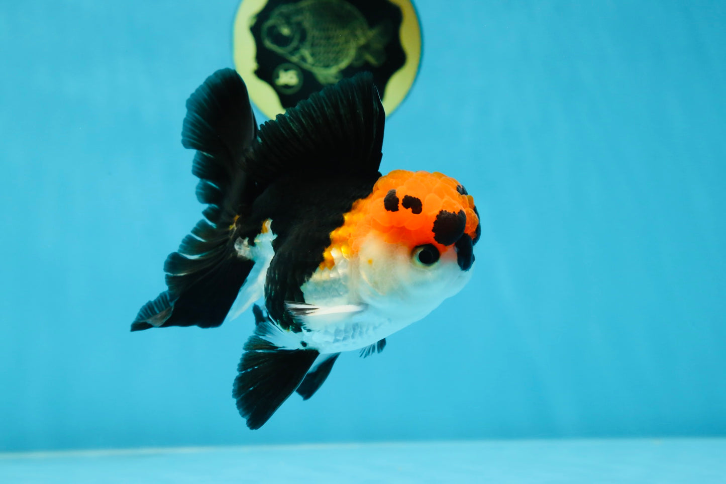 Tricolor Oranda Male 4.5-5 inches #053025OR_23