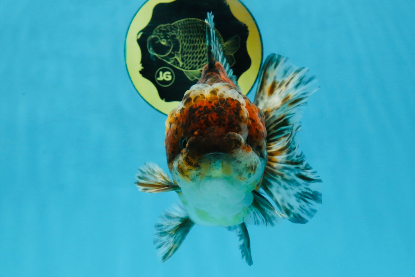 CHONKY A Grade Kirin Oranda Male 5.5 inches #121925OR_13